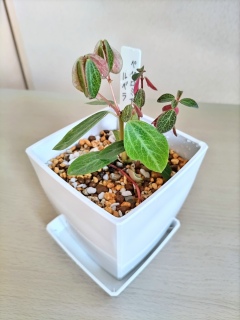 �y�y���~�A�E���x����A���ւ�