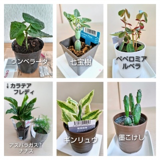 �ϗt�A���Љ� 100�ϕҁi1�j