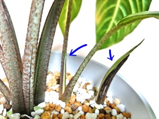 �~�ł��V�肪🌱