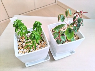 2��ނ̃y�y���~�A�̋ߋ�