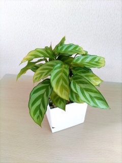 �����ꂵ���J���e�A�E�t���f�B��A���ւ��i1�j