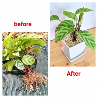 �����ꂵ���J���e�A�E�t���f�B��A���ւ��i2�j