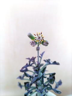 ������̉Ԃ��炢�����ǁc