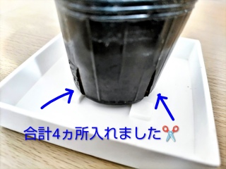 �r�j�[���|�b�g�����H����✂️