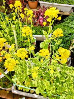 ��������R��🌷