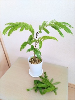 �G�o�[�t���b�V������������✂️