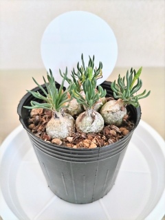 ���߂ẴP�[�v�o���u🌱