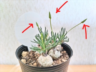 �ԉ肪�オ���Ă���🌱