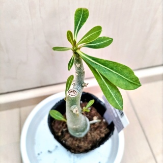 �A���ւ��҂��̃A�f�j�E��