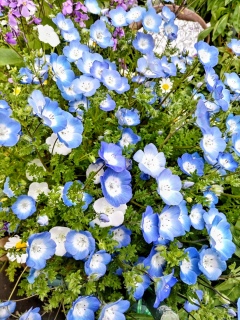 ��������4��🌸