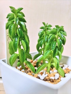 �Ղ�Ղ芴�������߂��Ă���✨