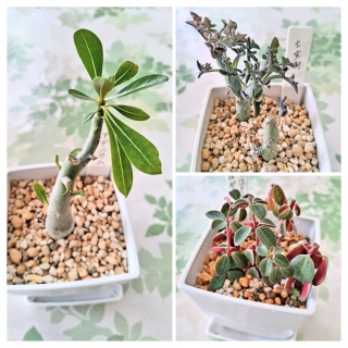 3���̐A���ւ��Ƒ}����🌱