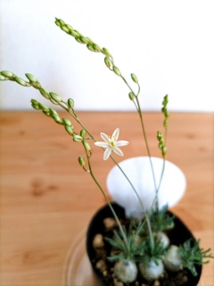 �����J��🌼