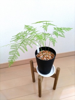 �A�X�p���K�X�̐A���ւ�