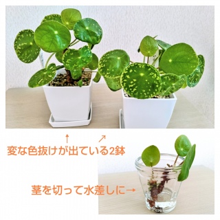 �y�y���~�I�C�f�X���d���Ē�����