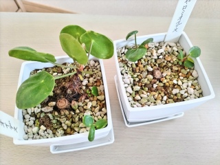 �c���ꂽ�q���B🌱