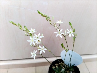 �I�[�j�\�K�����E�W�����V�t�H���E��