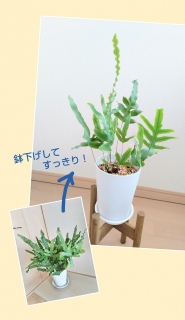 �t���{�f�B�E���E�u���[�X�^�[�̐A���ւ�