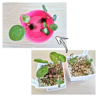 �q���B�𐅍�����