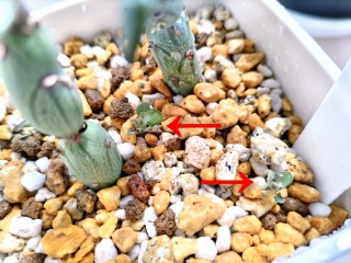 ������ɐV�肪🌱