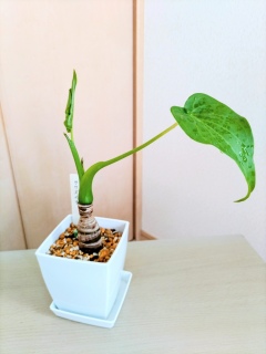 �v���Ԃ�̐V��🌱✨