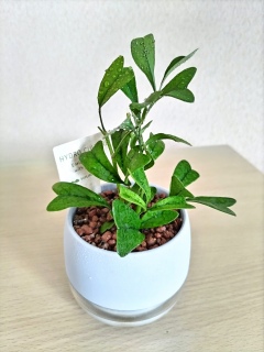 �V���Ȋϗt�A�������}��✨