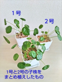 �A���̗l�q🪴�y�y���~�I�C�f�X
