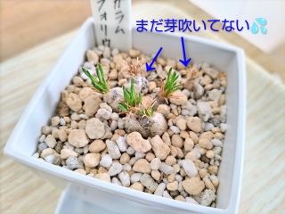 �I�[�j�\�K�����ɓ�����❗️