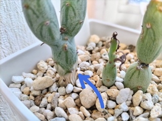 �A���̐S�z�ȕω�🪴�����
